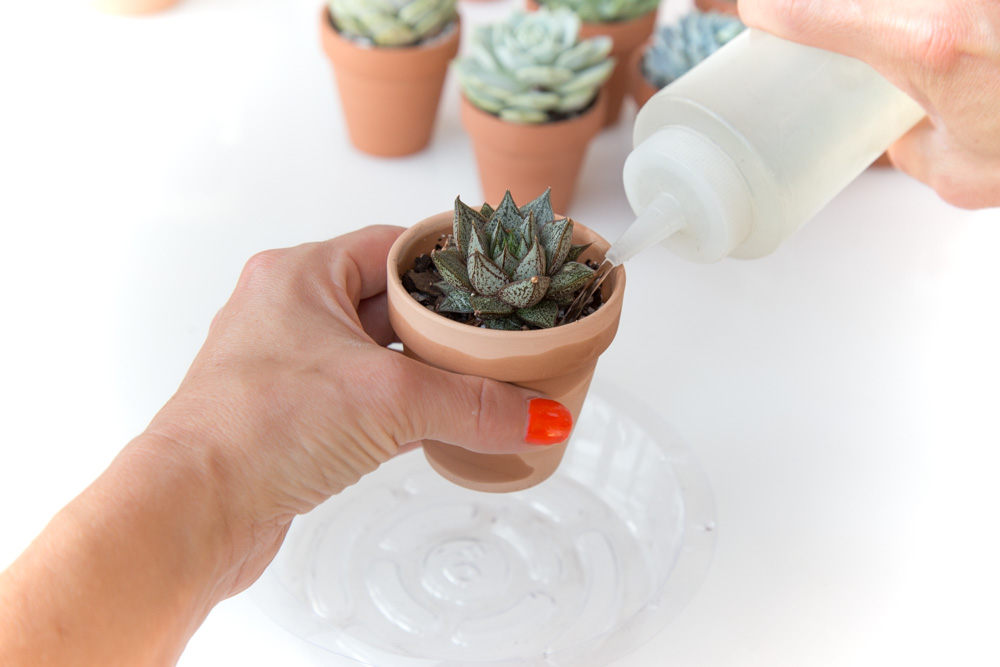 How to Water Succulents for Beginners | FaithFoodFamilyFun