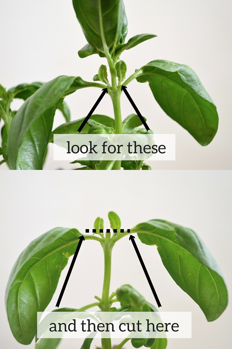 pruning basil