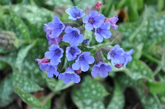 lungwort