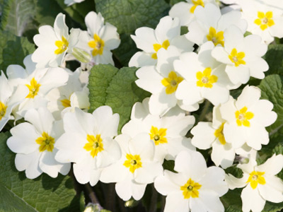 primrose