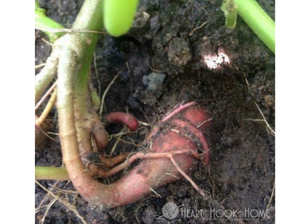 How to Grow Sweet Potatoes from Sweet Potato Slips