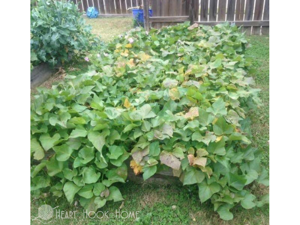 How to Grow Sweet Potatoes from Sweet Potato Slips