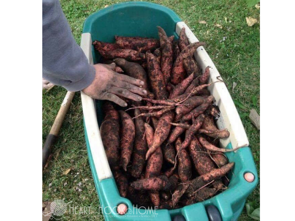 How to Grow Sweet Potatoes from Sweet Potato Slips