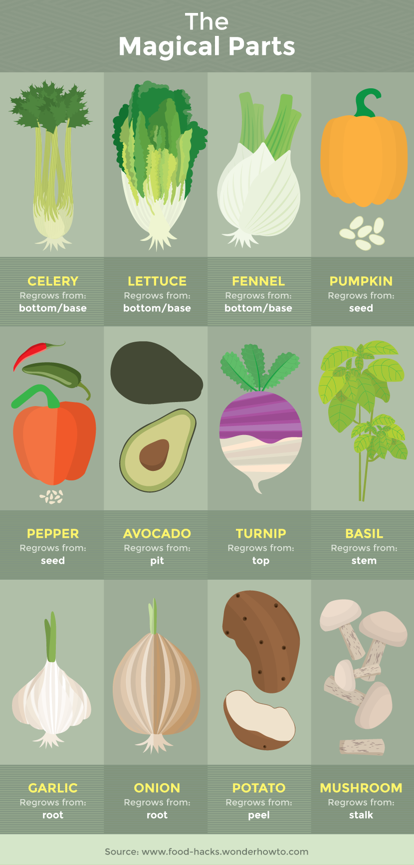  The Growth Parts of the Plants