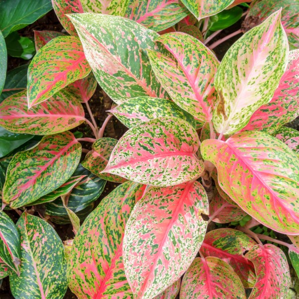 Chinese evergreen with variegated red and green leaves