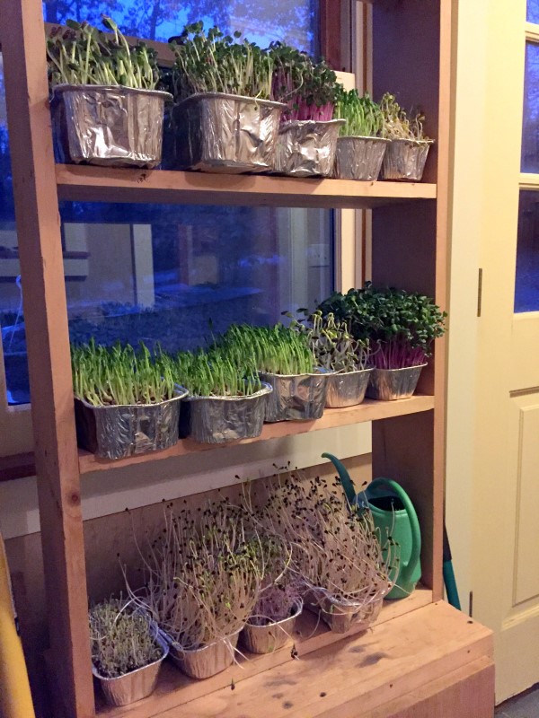 Make a Shelf for indoor gardening with no lights needed