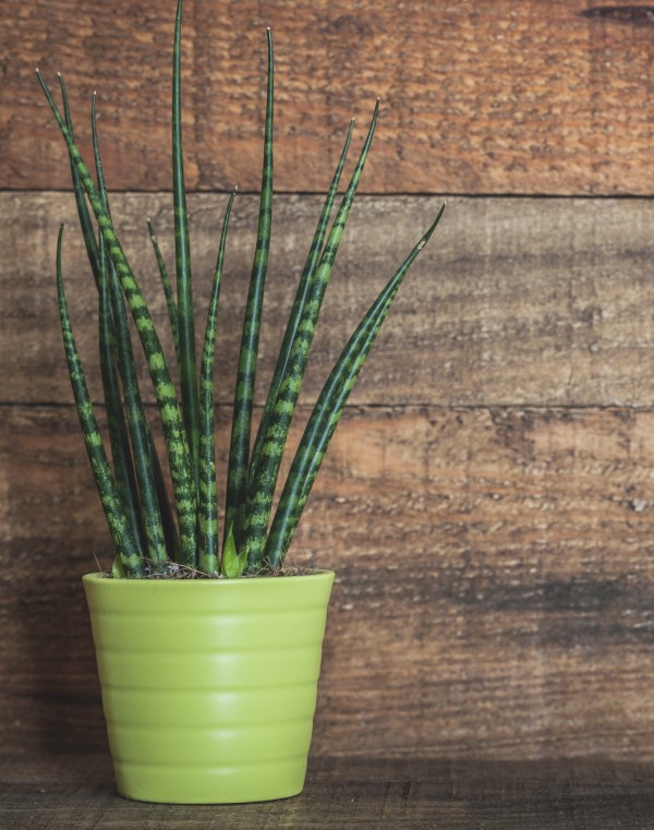 Snake plant growing in a low-light indoor environment