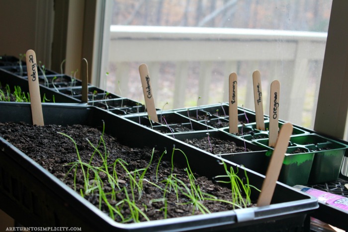 Starting Seeds Indoors Without A Grow Light | areturntosimplicity.com