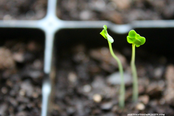 Starting Seeds Indoors Without A Grow Light | areturntosimplicity.com