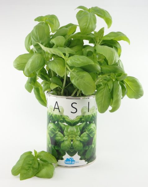 basil indoor hanging plants