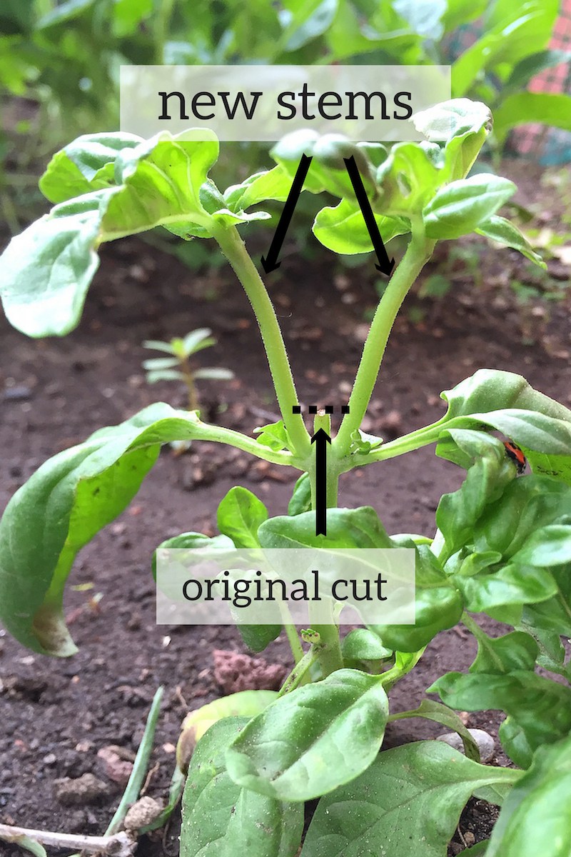 pruning basil