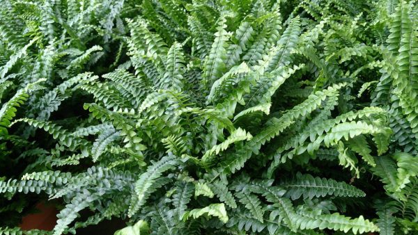 boston fern hanging plants