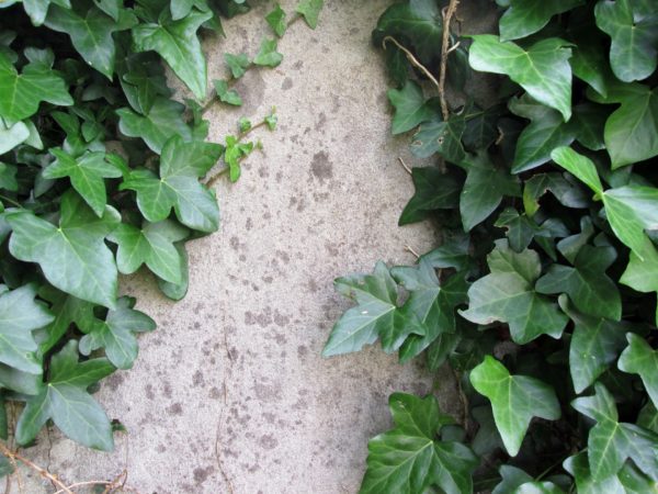 english ivy hanging plants