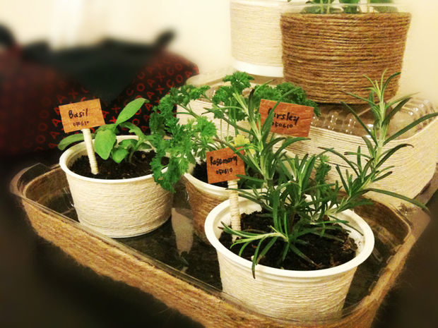 indoor gardening tips - mini herb garden