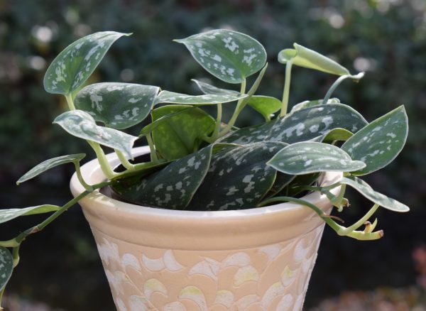 philodendron - perfect hanging plants