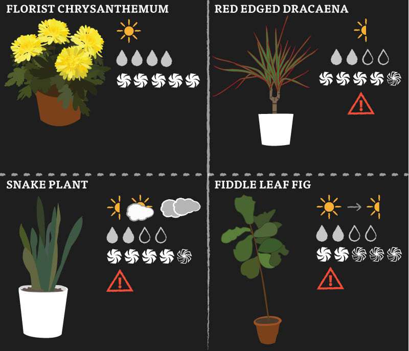 plant-post-1-f