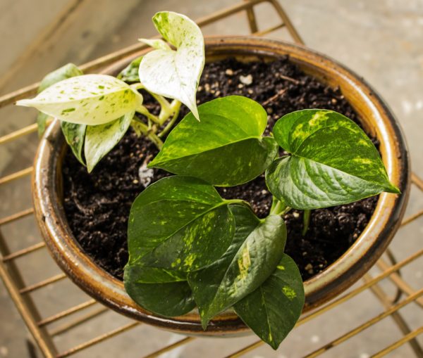 pothos indoor hanging plants for hanging planter