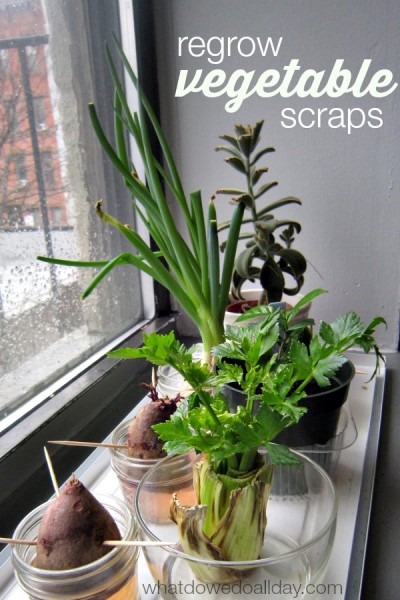 Introduce plant science to kids by regrowing vegetables indoors!