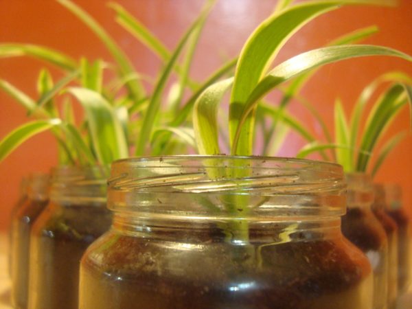 Spider Plant hanging plants