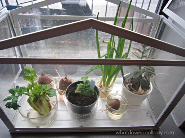 Fun plant science observations project for kids. Regrow veggies. 