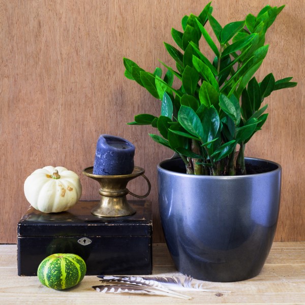 ZZ plant in a decorative display with small gourds and knick knacks