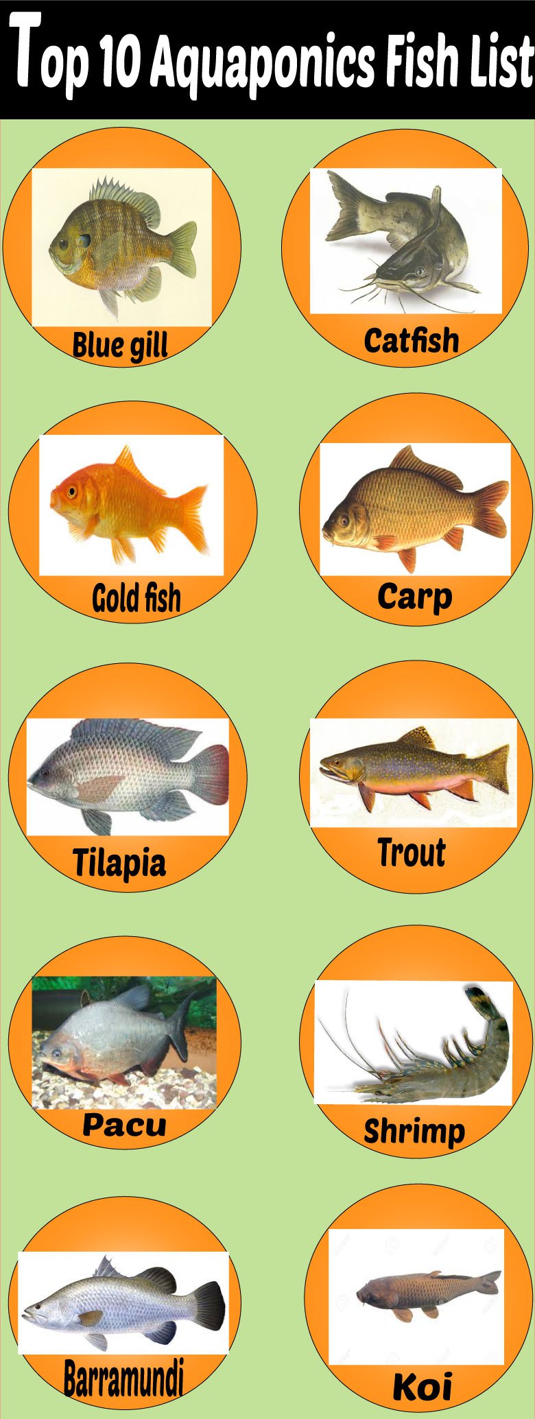 aquaponics fish species