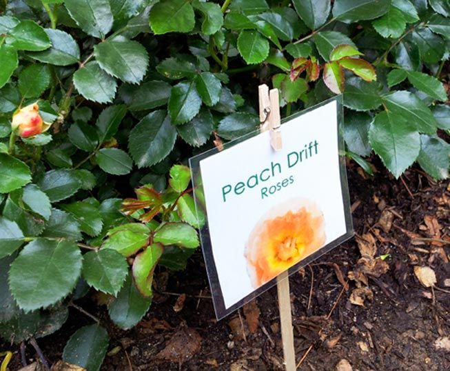 Laminated signs for garden markers