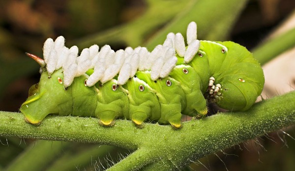 Your vegetable garden is your pride and joy, so how do you keep pests from destroying it? Here's how to get rid of 8 common garden pests naturally!