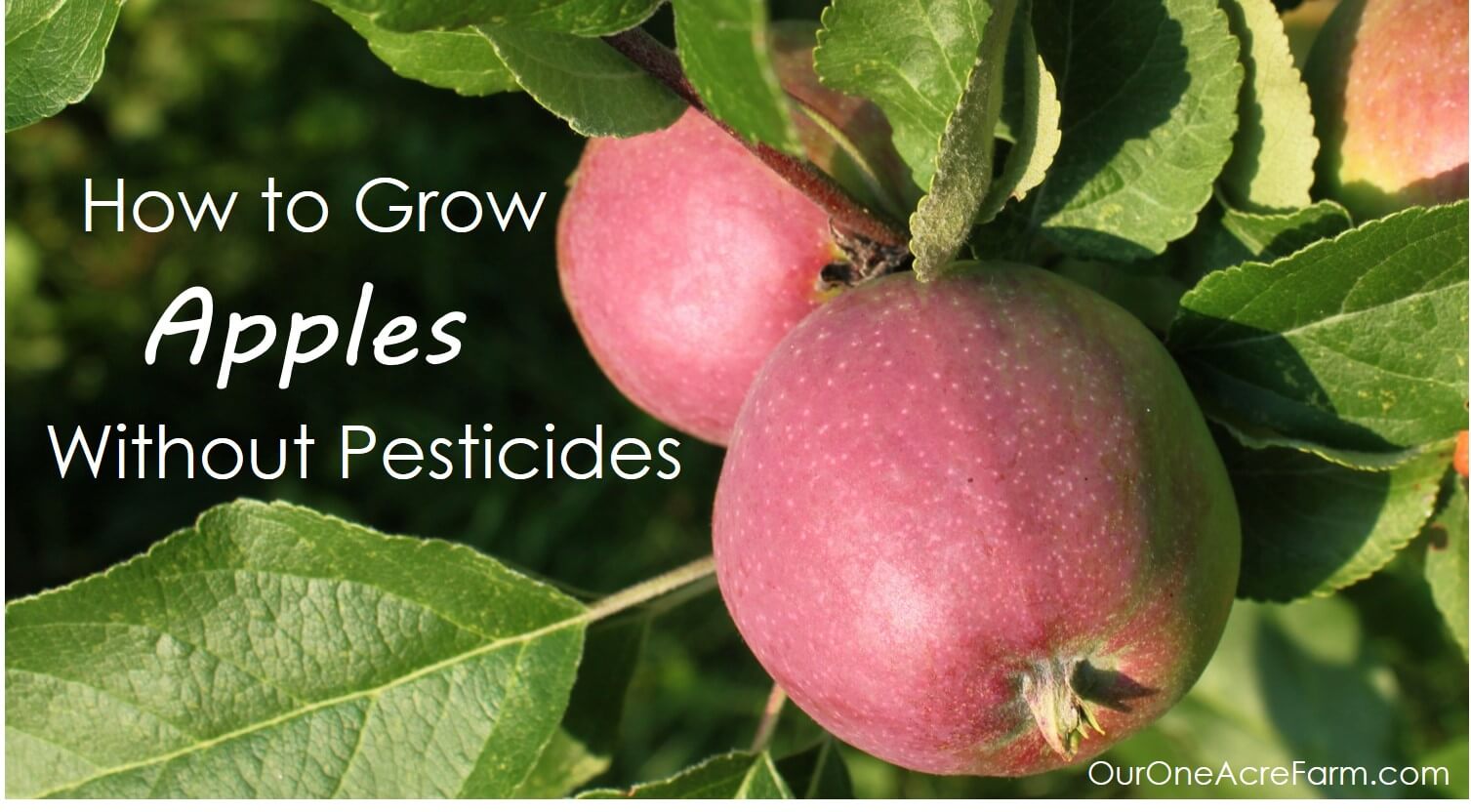 Learn how to grow apples without pesticides! Plant trees in either spring or fall. Explains how to: choose disease resistant varieties, use permaculture techniques like guilding, prune branches and thin flowers, bag young fruit to protect from pests, and identify nutrient deficiencies.