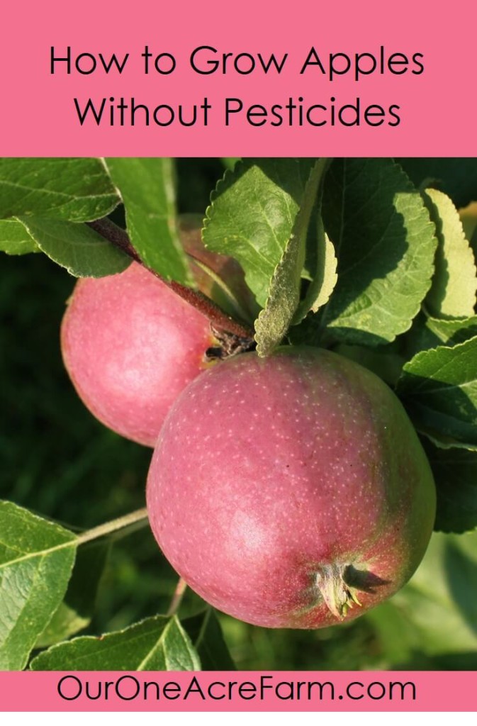Learn how to grow apples without pesticides! Plant trees in either spring or fall. Explains how to: choose disease resistant varieties, use permaculture techniques like guilding, prune branches and thin flowers, bag young fruit to protect from pests, and identify nutrient deficiencies.