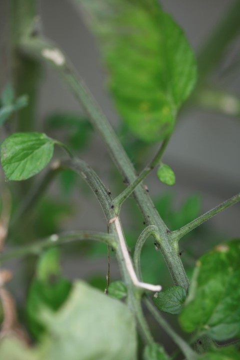Pests on Tomatoes