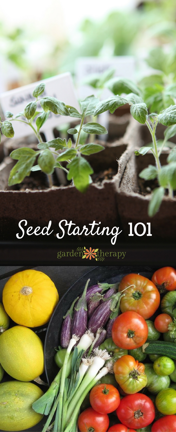 Seed starting 101 the basics for home seed starting