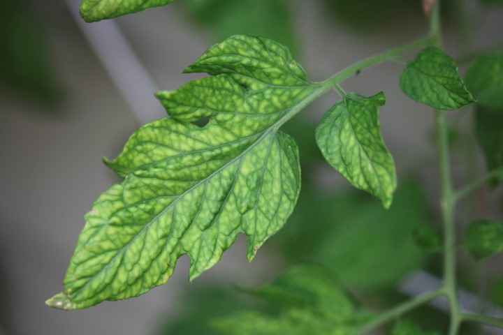 Tomato nutrient deficiency