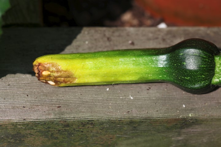 Zucchini blossom end rot