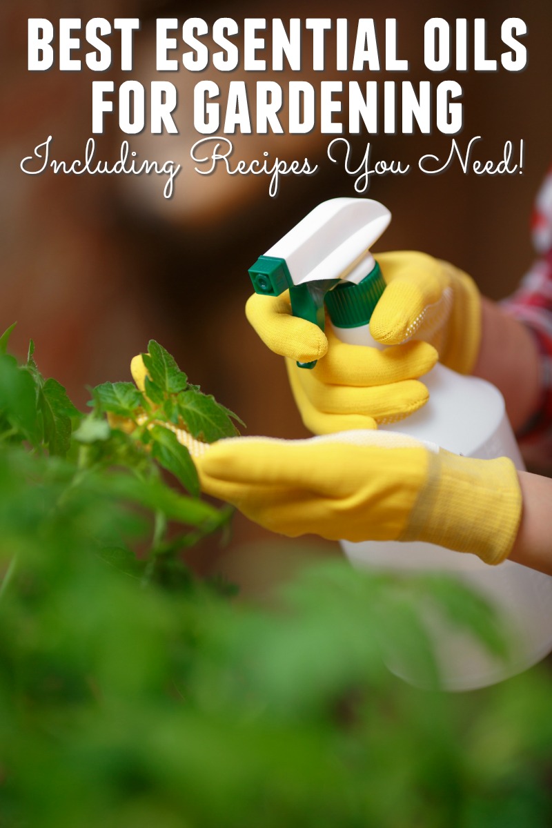 Do you want to know how to use essential oils in your garden? Read on to learn about the best essential oils for gardening and grab some recipes too!
