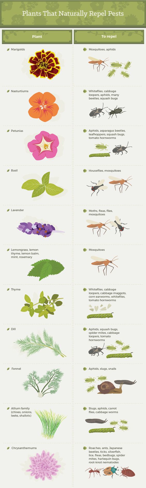 Companion planting for bug control. Found at fix.com awesome article!