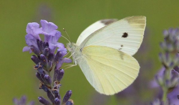 Your vegetable garden is your pride and joy, so how do you keep pests from destroying it? Here's how to get rid of 8 common garden pests naturally!