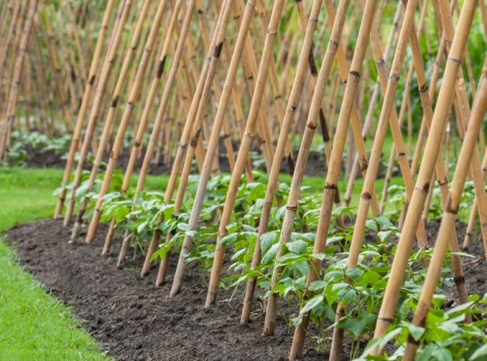 Vertical garden, urban gardening, vertical gardening, climbing plants, climbing food plants, bamboo poles