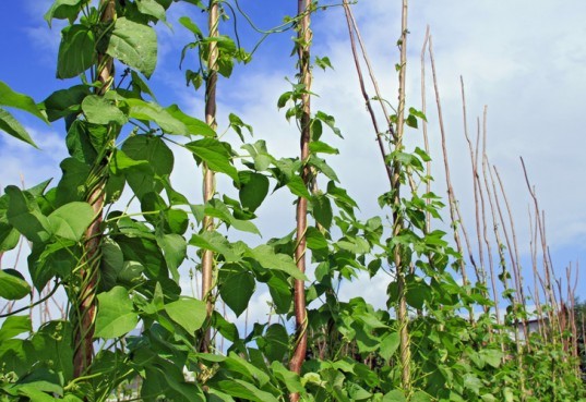 Vertical garden, urban gardening, vertical gardening, climbing plants, climbing food plants, edible climbers