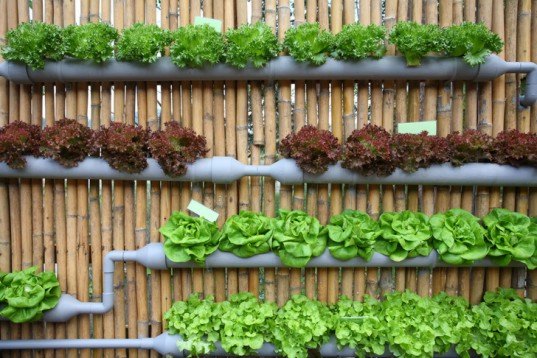 Vertical garden, urban gardening, vertical gardening, gutter plants, lettuce, edible climbers