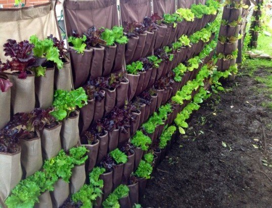 Vertical garden, urban gardening, vertical gardening, shoe garden, shoe organizer garden, shoe holder planter