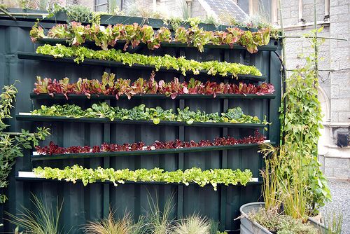 Whether you live in the tiniest studio apartment or the largest homestead or somewhere in between, going vertical with your gardening can help you make the most of the space that you have! // Mom with a PREP