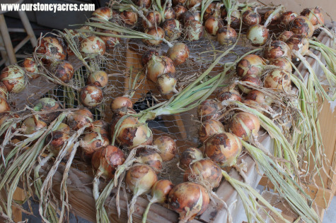 Growing Onions curing