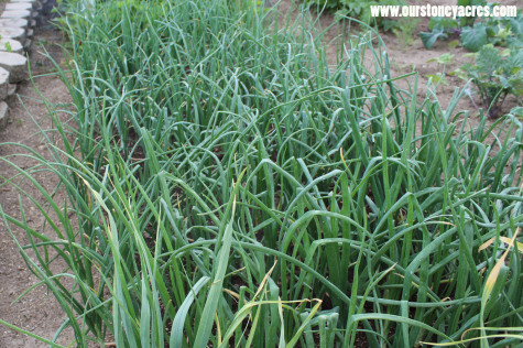 Growing Onions 1