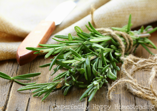 Everything You Need to Know About Growing Rosemary