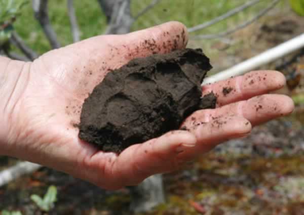 How to prepare soil for planting - earthball