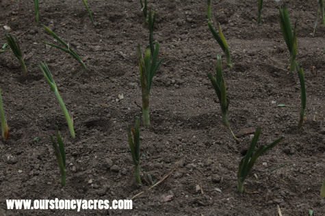 Growing Onions New