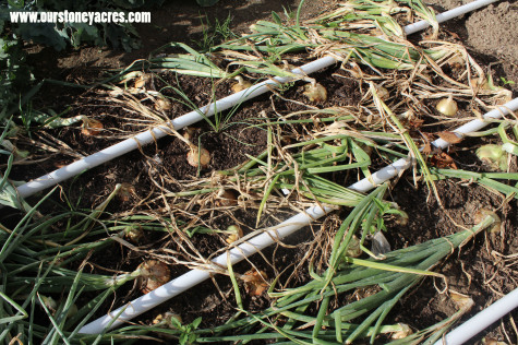 Growing Onions Harvest