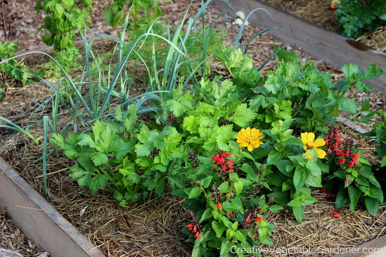 Raised bed vegetable garden with flowers