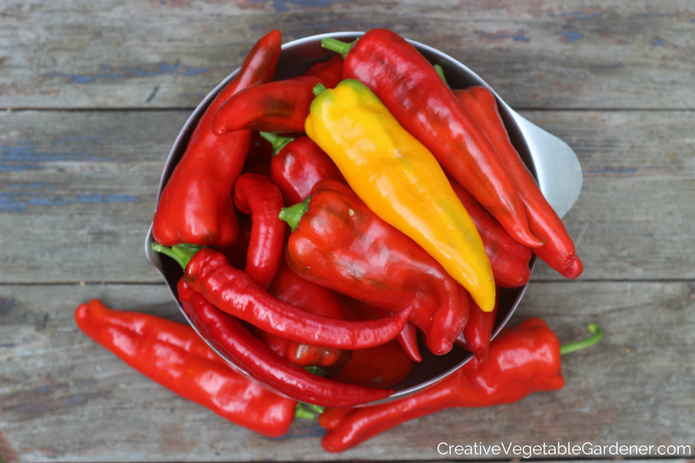 red pepper harvest from a small vegetable garden